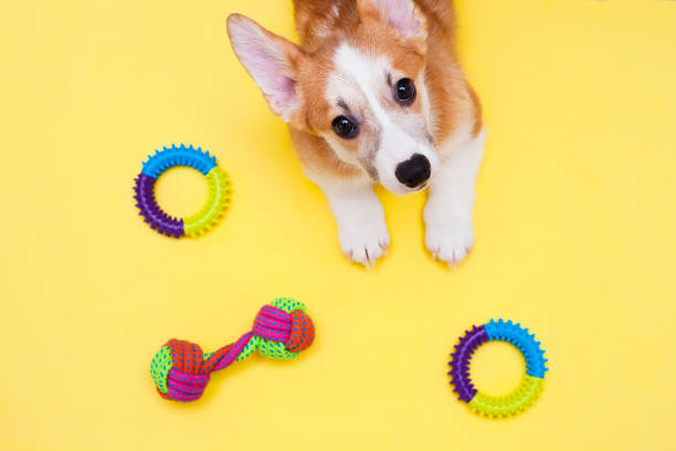 Pet toy ring