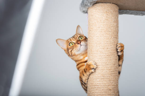 Test -13 Cat scratching post