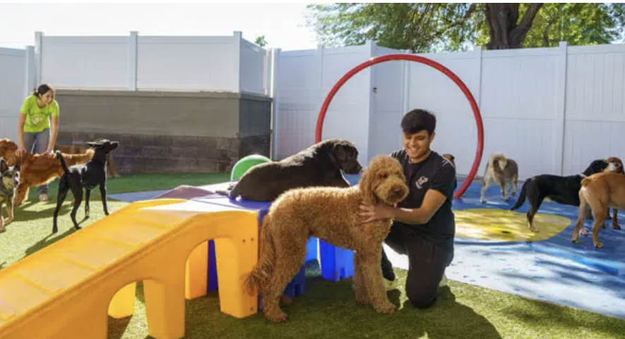 5 Days Small Dog Daycare Package