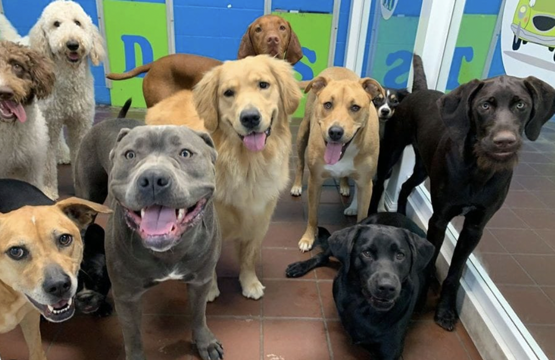 5 Days Small Dog Daycare Package - Image 2