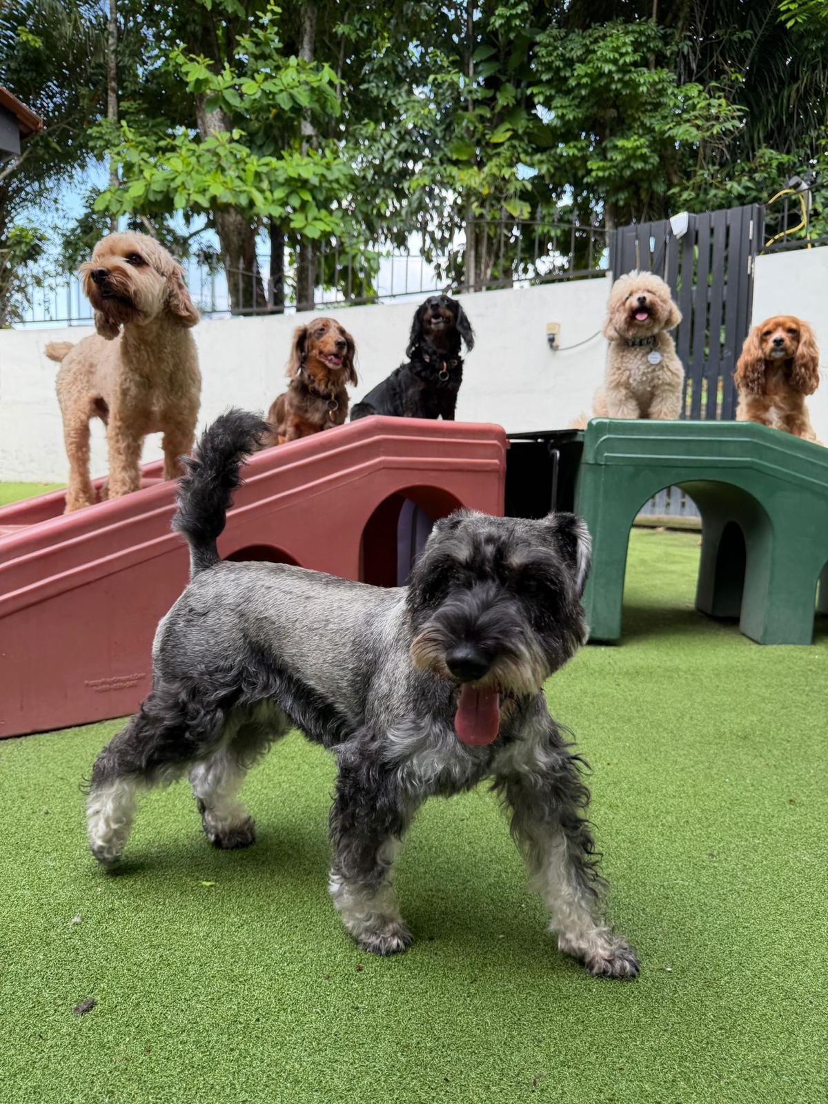 Test - 10 Days Daycare Package (Small Dog)