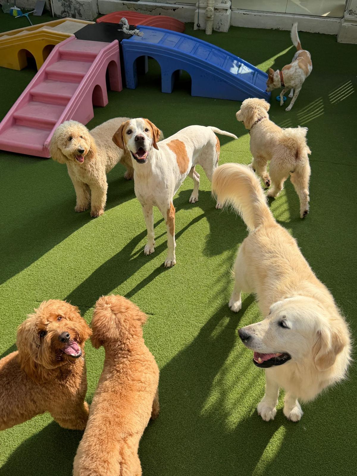 Test - 5 Days Daycare Package (Large Dog)