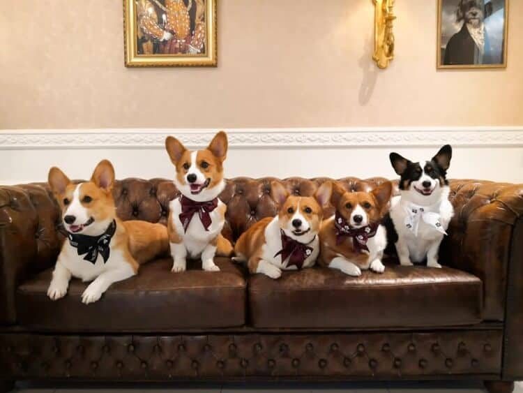 Junior Suite - Image 2