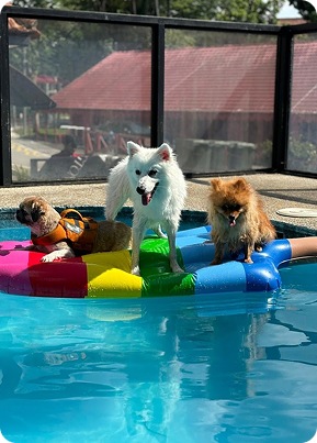 Private Dog Pool