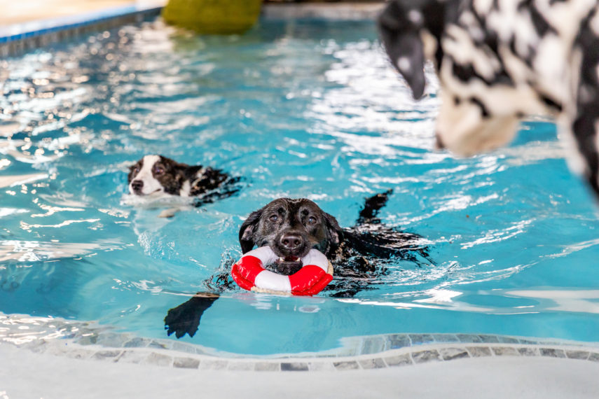 Public Dog Pool