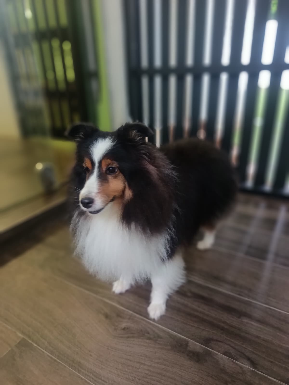 20 Days Small Dog Daycare