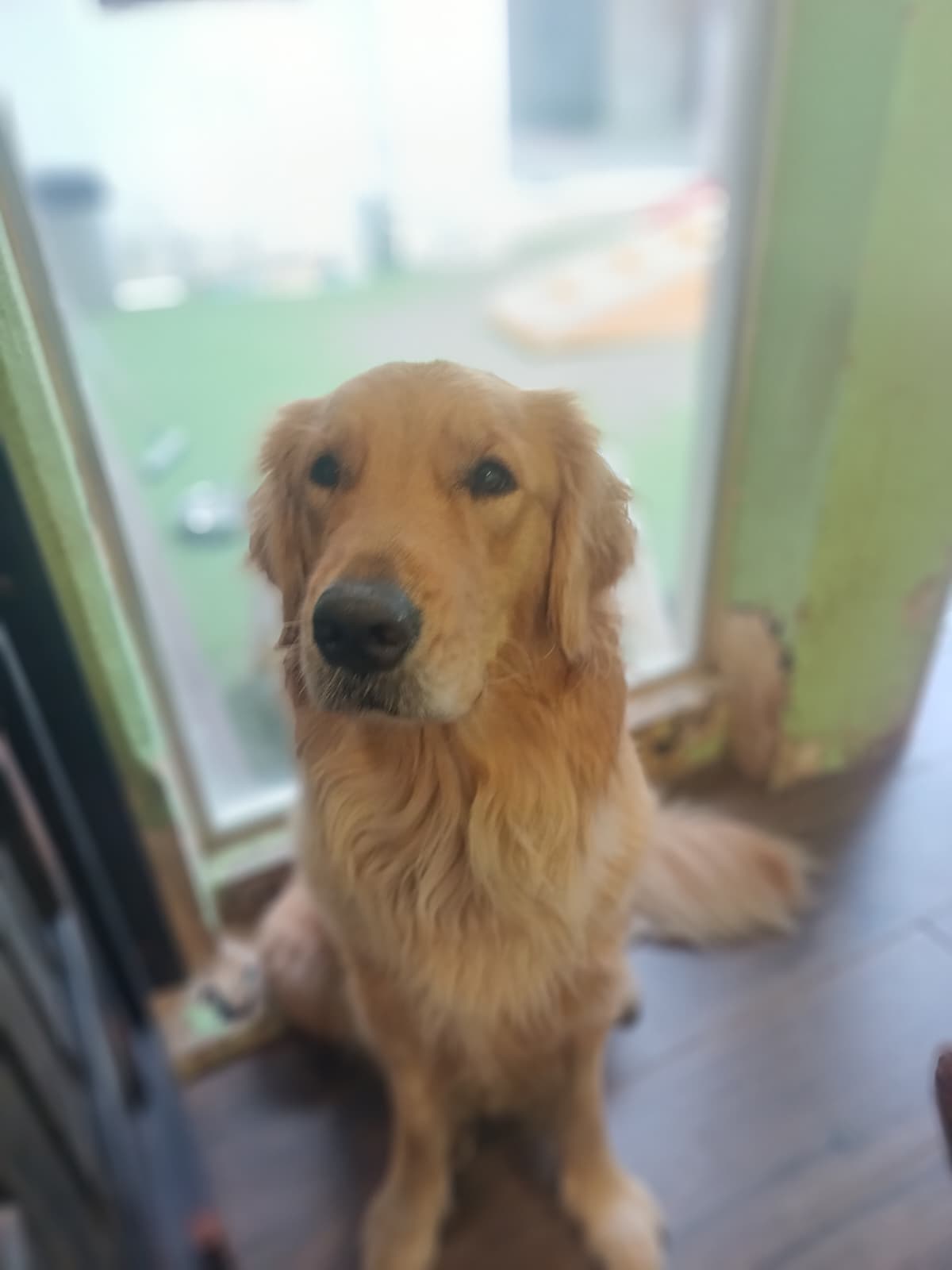 10 Days Small Dog Daycare
