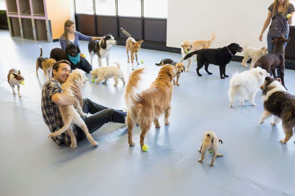 Luxury Dog Daycare