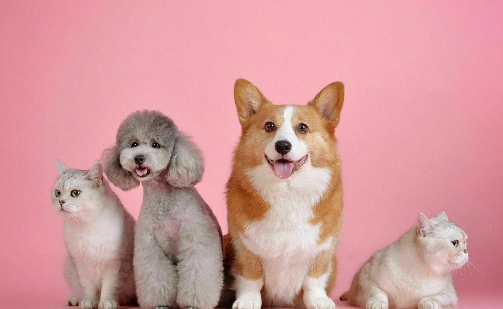 Dog Birthday