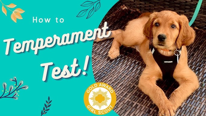 Dog Temperament Evaluation