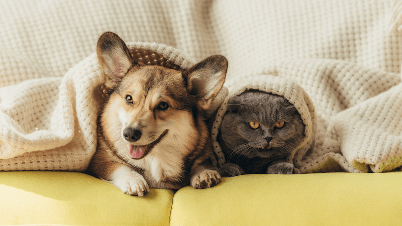 Dog Evaluation